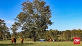 FOTO: 'Kantong-kantong' Turis di Queensland Tak kalah seru dengan Sydney atau Melbourne, Queensland juga memiliki banyak