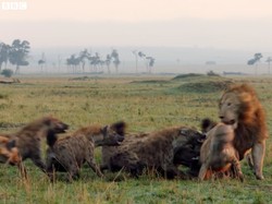 Singa Tidak Makan Daging Hyena Setelah Membunuhnya, Kenapa Ya?