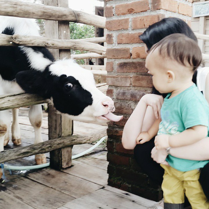 <p>Seru banget nih kasih makan sapi. Ternyata Kenzo nggak takut ya dekat-dekat dengan sapi. (Foto: Instagram @gracenat)  </p>