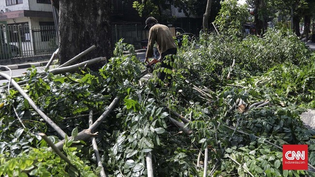 Pohon-pohon tumbang akibat terjangan angin kencang disertai hujan deras pada Minggu (31/1).