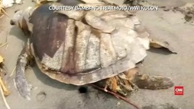 VIDEO: Setelah Paus, Penyu Mati Akibat Sampah Plastik