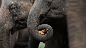 Tiga Gajah Ditemukan Mati Diracun di Malaysia