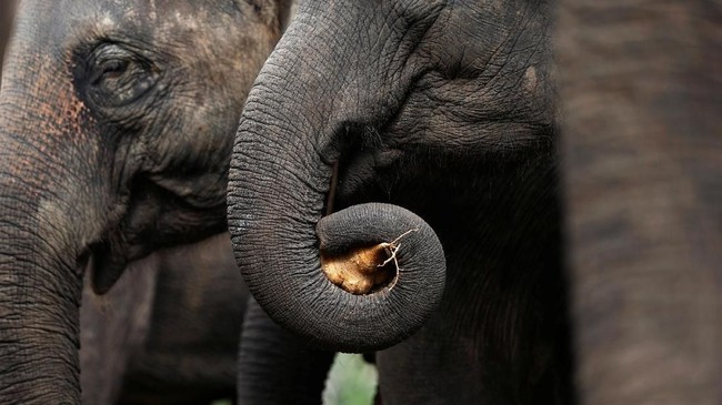 Tiga ekor gajah ditemukan mati diracun di Malaysia. Polisi menemukan bangkai gajah tersebut di dekat pemukiman penduduk berdekatan dengan perkebunan sawit.