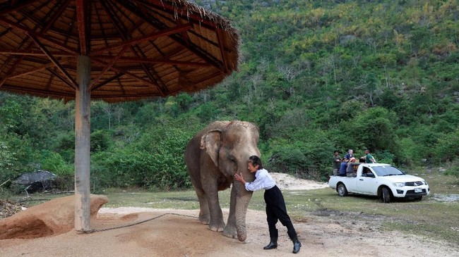 FOTO: Saat Gajah Ikut Nikmati Musik Klasik