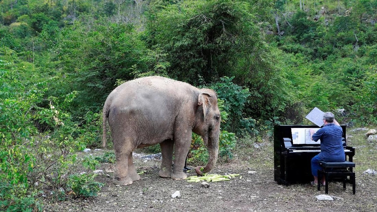 FOTO: Saat Gajah Ikut Nikmati Musik Klasik