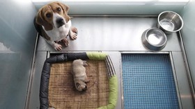 FOTO: China Sukses Kloning Anak Anjing Pertama di Dunia