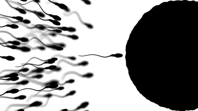 Sperma dan air mani selalu dianggap sebagai dua hal yang sama. Apa beda sperma dan air mani?