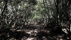 Wisata Alam Hutan Aokigahara di Jepang, Indah tapi Angker