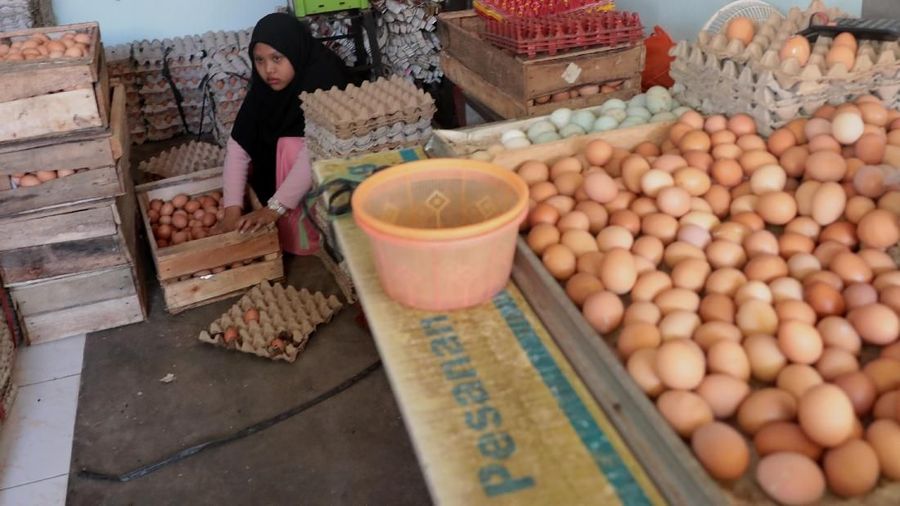 Pekerja mensortir kiriman telur dari Solo ke agen distributor telur di kawasan, Inkopad, Bogor, Jumat (21/12). Pantauan CNBC Indonesia.com pada beberapa distributor besar telur di Kawasan Bogor, masih menaikan harga tinggi untuk telur ayam. Pemilik agen telur, Heri mengatakan harga telur dipastikan naik sampai tahun baru.