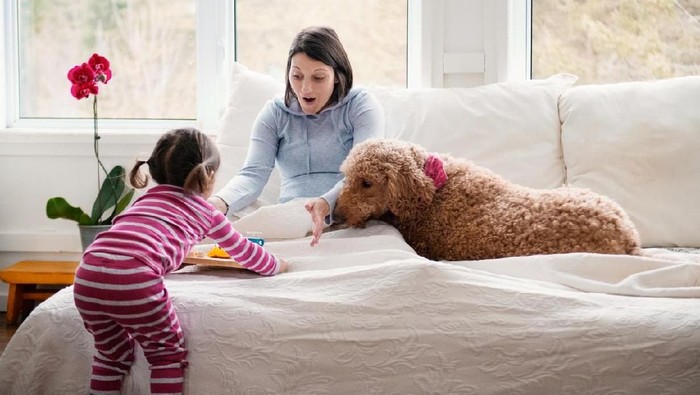 Sweet little girl of 2 years old old brings breakfast to bed to her pregnant mother during the mother's day. SHe is very proud to do that.  SHe wear pink pyjama. Photo can be use for Valentine's day, father's day, birthday. A golden doodle dog is laying in a bed.