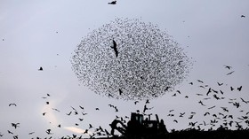 FOTO: Tarian Jalak di Langit Israel