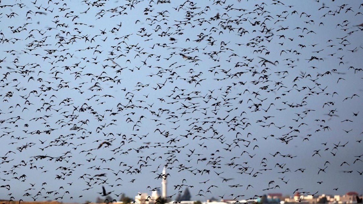 FOTO: Tarian Jalak di Langit Israel