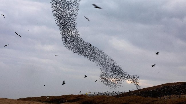 FOTO: Tarian Jalak di Langit Israel