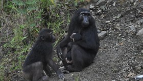 Kera Hitam Berkeliaran di Jalur Mudik Trans Sulawesi