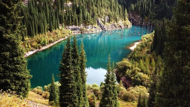 Di Kazakhstan ada fenomena alam unik berupa pepohonan cemara yang tumbuh terbalik di dalam danau.