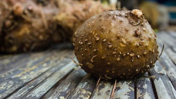 MANFAAT KONJAC UNTUK KESEHATAN