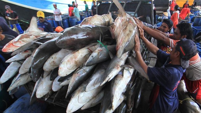 KKP menggagalkan pengiriman sebanyak 374,5 kilogram ikan beku yang termasuk dalam kategori dilindungi.