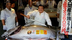 VIDEO: Tuna Termahal Dunia Dihargai Rp42,6 Miliar
