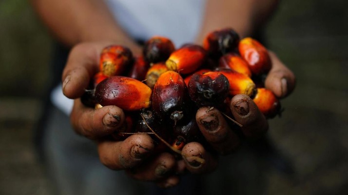 FILE PHOTO: A worker shows palm oil fruits at a plantation in Chisec, Guatemala December 19, 2018. REUTERS/Luis Echeverria/File Photo