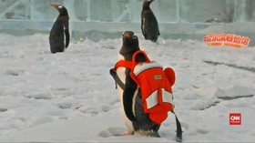 VIDEO: Enam Pinguin Nikmati Kandang Terbuka di China