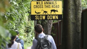 Rencana 'Hutan Buatan' Singapura Dikritik Pecinta Lingkungan