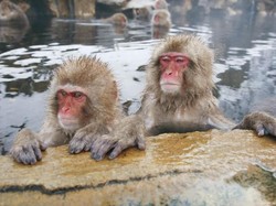 Musim Salju Tiba, Saatnya Monyet Salju Berendam di Kolam Air Panas