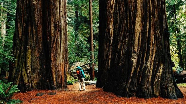 Film ini mengambil lokasi syuting di California, Amerika Serikat, meskipun dalam novelnya jelas-jelas disebutkan di Detroit.
