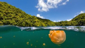 Danau di Palau Kembali Didatangi Ubur-ubur Emas