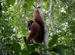 Orangutan, Gajah Sumatra Dkk Diprediksi Punah Tahun 2050