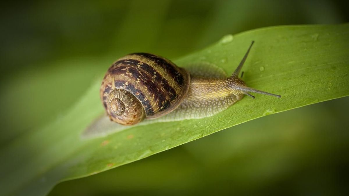 Kenapa Siput Membawa Rumah di Punggungnya? Ternyata Ini Alasannya