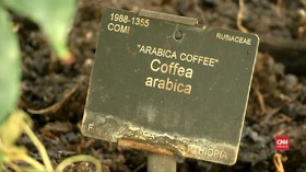 VIDEO: Spesies Kopi Terancam Punah Akibat Perubahan Iklim