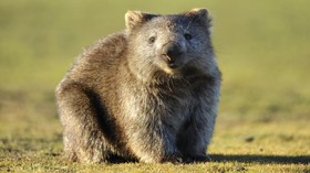 Turis Diminta Tak Paksa Wombat untuk 'Selfie'