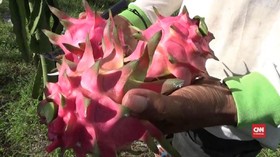 VIDEO: Harga Buah Naga Anjlok, Petani di Banyuwangi Menjerit