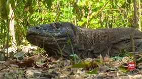 VIDEO: Rencana Penutupan Sementara Taman Nasional Komodo