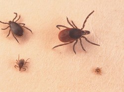 Wabah Tick-Borne di China Munculkan Kekhawatiran Penularan Antar-Manusia
