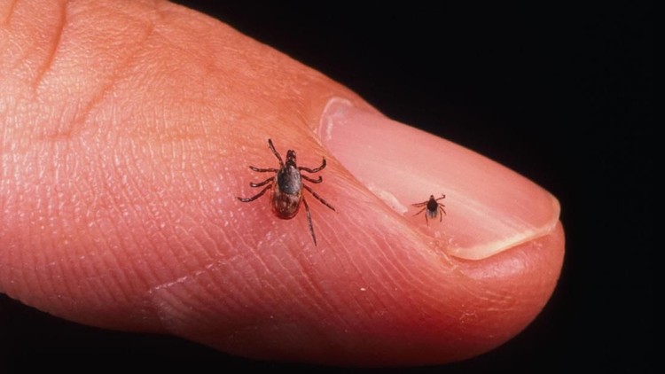 Parasit kutu 390650 03: A Close Up Of An Adult Female And Nymph Tick Is Shown June 15, 2001 On A Fingertip. Ticks Cause An Acute Inflammatory Disease Characterized By Skin Changes, Joint Inflammation, And Flu-Like Symptoms Called Lyme Disease. (Photo By Getty Images)