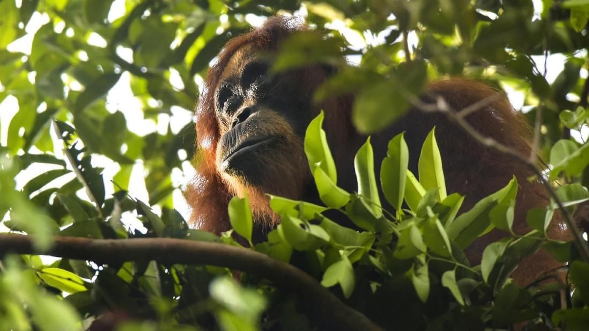 FOTO: Menjaga Marwah Hutan Aceh