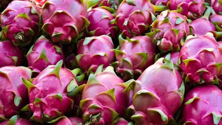 buah naga