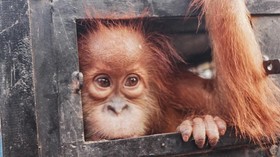 Orang Utan di Aceh 6 Bulan Makan Sisa Majikan di Kandang Ayam