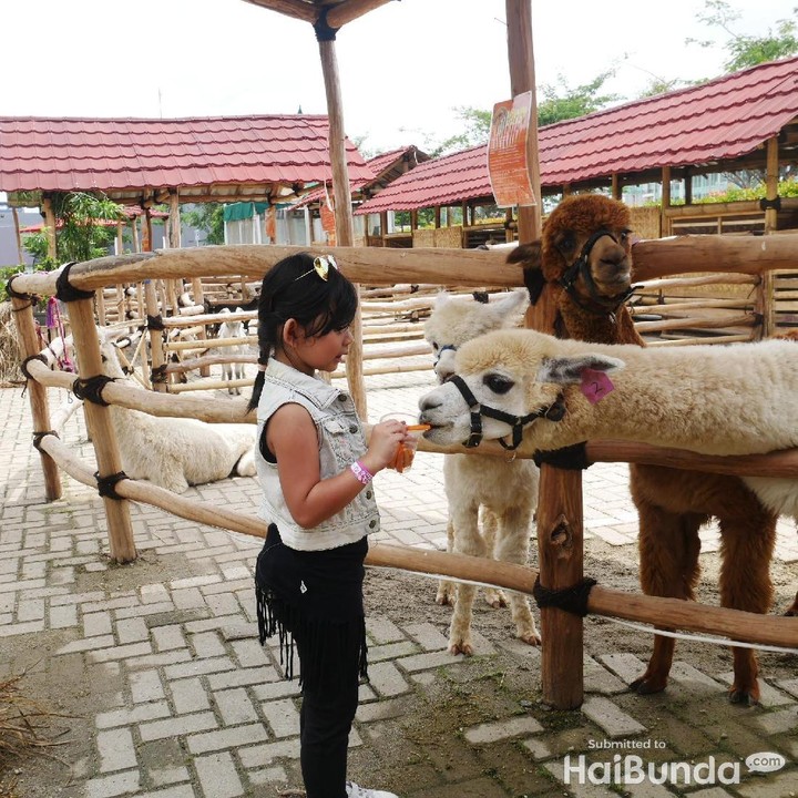<p>Nah, Alpacanya nggak cuma dilihat aja, anak juga bisa memberi makan Alpaca lho. Seru kan?!</p>