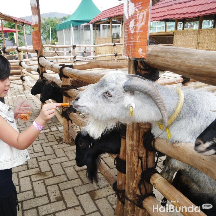 <p>Nggak cuma Alpaca, ada beberapa hewan lain juga lho, seperti kambing dan keledai. Menyenangkan ya, Bun.</p>