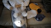 FOTO: Saat Warga Korea Lebih Pilih Anjing daripada Punya Anak Pasangan suami-istri di Korea Selatan ternyata lebih memilih untuk punya anjing peliharaan dibanding dengan punya anak.