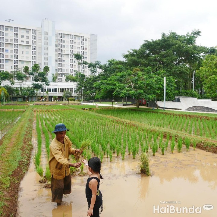<p>Selain belajar beternak sambil memberi makan hewan, si kecil bisa belajar menanam di Padi Field juga lho, Bun. Kerennya, ini masih di area yang sama yaitu di Scientia Square Park.</p>