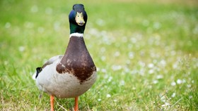 Matinya Si Bebek Paling Kesepian di Samudra Pasifik Selatan