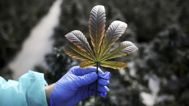 Swiss mengizinkan 5 ribu warga untuk mengonsumsi ganja demi penelitian yang dilakukan untuk membentuk aturan anyar soal obat-obatan.