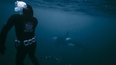 FOTO: Paus yang 'Dijajah' Perubahan Iklim Perubahan iklim menjadi ancaman bagi banyak makhluk hidup, salah satunya adalah paus pembunuh atau Orca yang 'dipaksa' mengungsi.