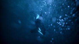 Peneliti Temukan Kejanggalan Ekosistem Kala Orca Memburu Hiu Putih