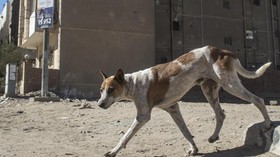 Kawanan Anjing Liar Kuasai Jalanan di Mesir