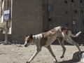 Kawanan Anjing Liar Kuasai Jalanan di Mesir