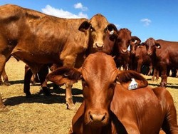 China Setop Impor Daging Sapi Australia Gegara Desakan Penyelidikan Corona
